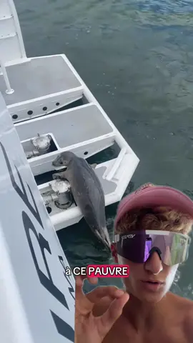 Un petit phoque se fait attaquer par 2 orques 💀🥲 #animal #phoque #orque  