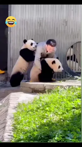 #panda #fun #jokes #LOL #viral #fyp #explore #FunnyVideo #fy #JustForFun 