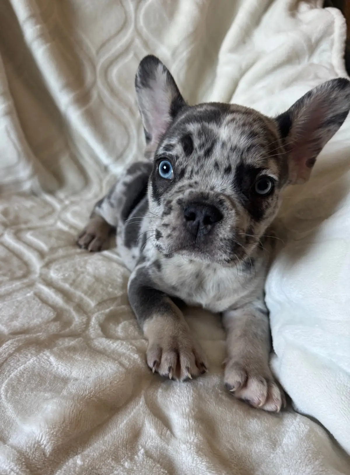 They’re so cute but they need a home 🐶🥺 #frenchie #frenchbulldog #rehome #adoptme #puppytiktok #viralvideos #dog 