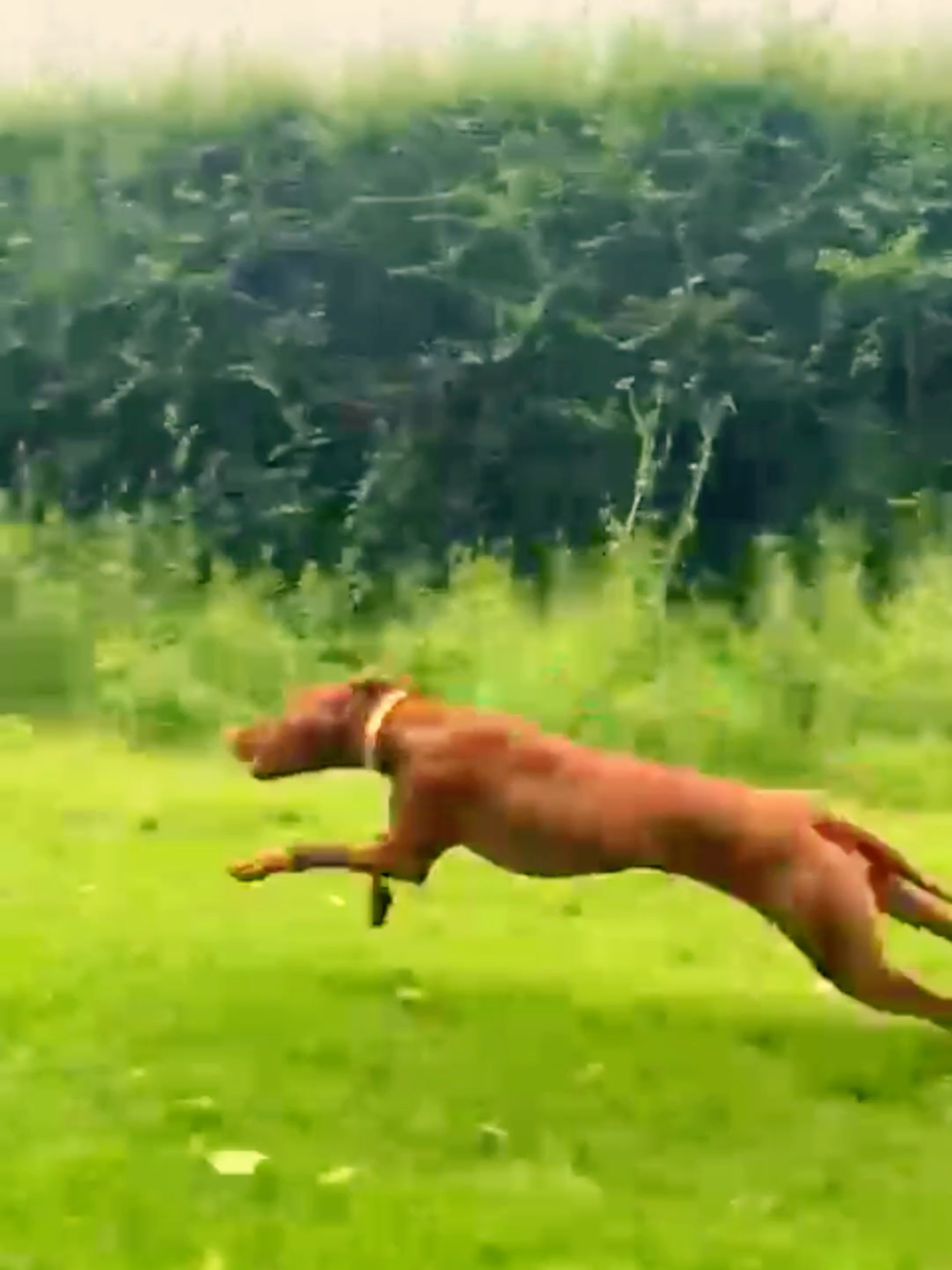 partie 2 #viralvideos 😂 #dogsoftiktok #dog #viralvideo🔥
