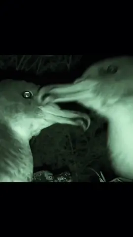 Listen to these two Cory’s Shearwaters belting out their melodic midnight masterpiece—pure banshee vibes for your TikTok soul! 🎶😵 #BirdBops #justkidding #birdscalls #justkiddingrelax #sheawaters