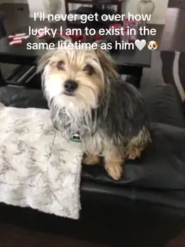 #yorkiesoftiktok #dogsoftiktok #doghumor #fyp #fypシ #bothebrave 