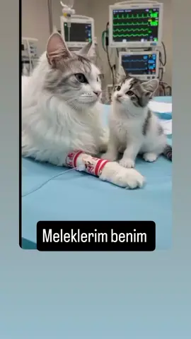 #meleklerim 