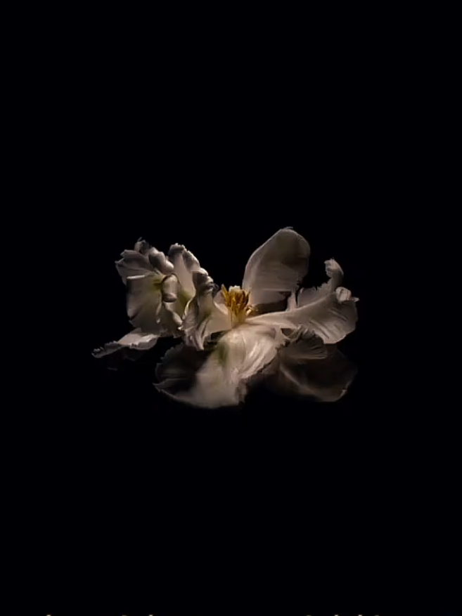 Te besaría hasta que mis labios no puedan más... #poem #lovepoem #sadpoem #flowerslove #blackbackground #beautifulflowers #noflop #fyp #flowers #foryou #forupage #poetrytok #miss #Love #beatiful 