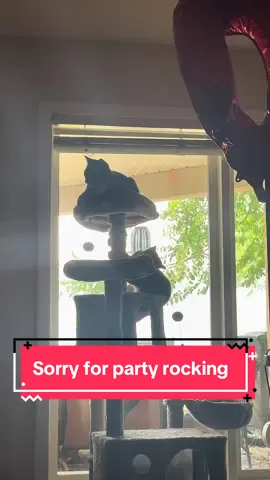 When the automatic feeder goes off 😭 (Goose is fine don’t worry) #orangecat #fypシ #trendingvideo #bengal #manx 