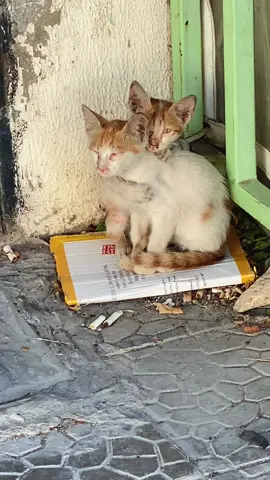🥹 #cat #lebanon🇱🇧 