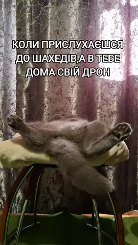#юмор#котвенька #колидомасвійдрон#
