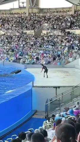#orcas #trenading #forupage #orcas #trenading #forupage #orcas #trenading #forupage #orcas #trenading #forupage #orcas #trenading #forupage 