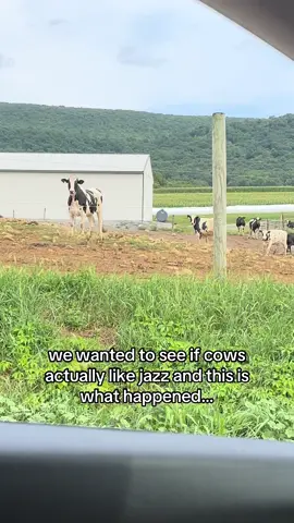 the point is, cows actually LOVE  jazz #jazz #cows #fyp #xyzbca #cowsoftiktok 