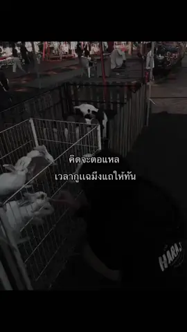 #เธรด #เพื่อนเหลี่ยม #fyp #fyppppppppppppppppppppppp #ฟีด 
