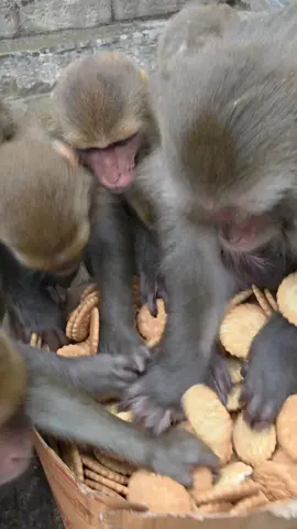 When You Feed a Monkey a Whole box of cookies THIS Happens #augustparty #cookiesparty #monkeyenjoy #happy #usa🇺🇸 