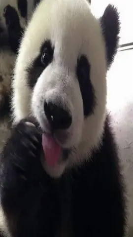 #panda #pandas 