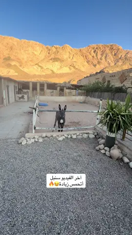 #اكسبلور #viwes #ammanjordan🇯🇴 #explore 