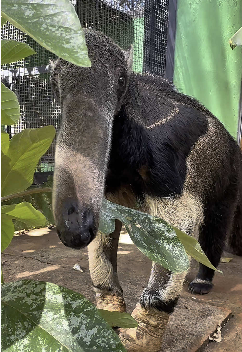 Asmr com tamanduá-bandeira 💚 #asmr #tamandua #animais #silvestres #biologia 