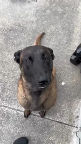 The most dangerous dogs in the world the belgiummalinois#dogsoftiktok #doglover #dogsofttiktok  