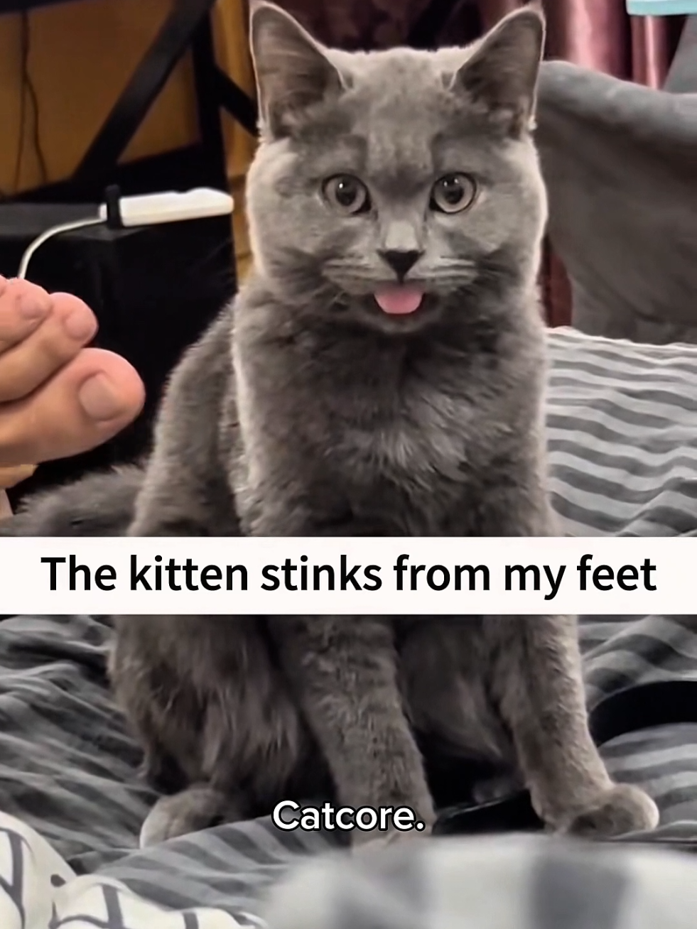 When Cats smell something bad 2.0 🤣🤣 #catsoftiktok #cats #funnycat #fyp #cutecat 