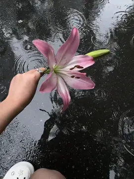 Lily ✨ #reels #fyp #sunset #fyb #trending #flowers #shop 