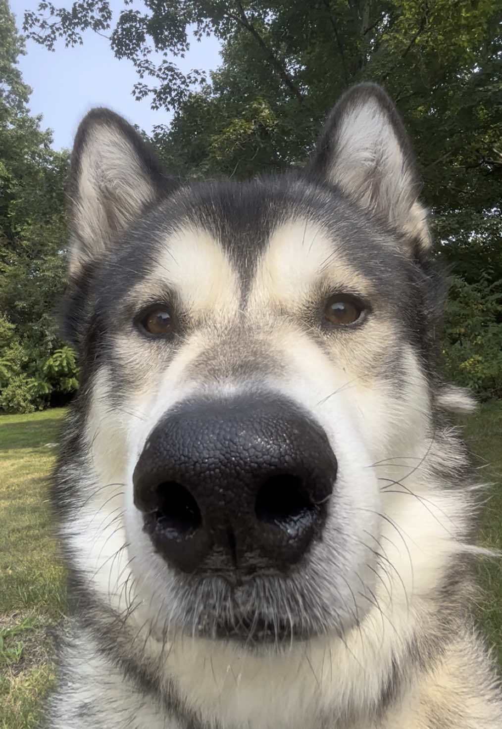 Happy Monday! :P #silly #dog #koda #alaskanmalamute 