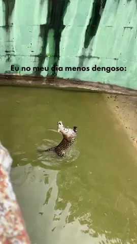 🐆❤️ #viral 