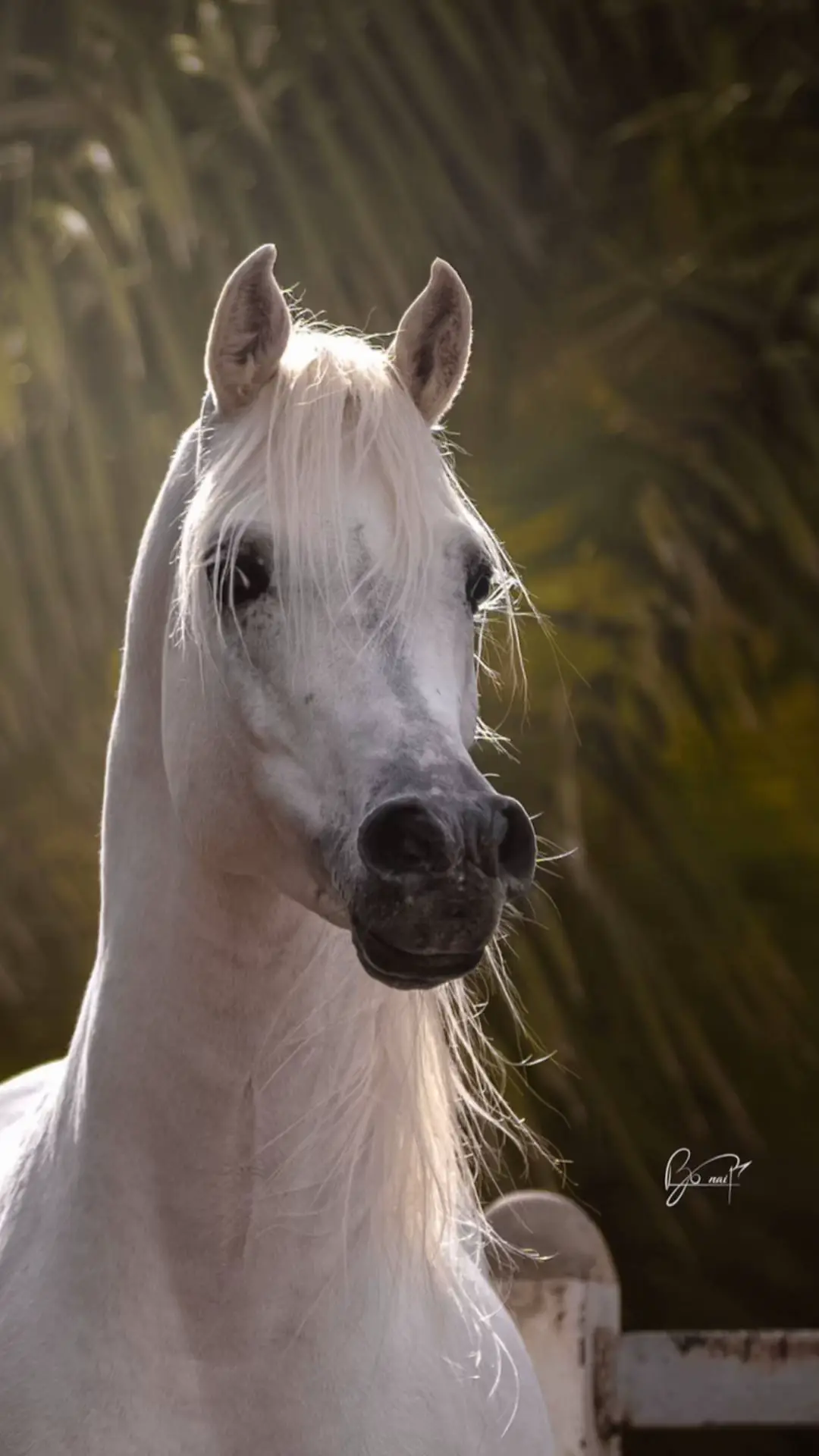#فهد_سعد_خيال_الخيل_عشق_❤️🐎❤️ 
