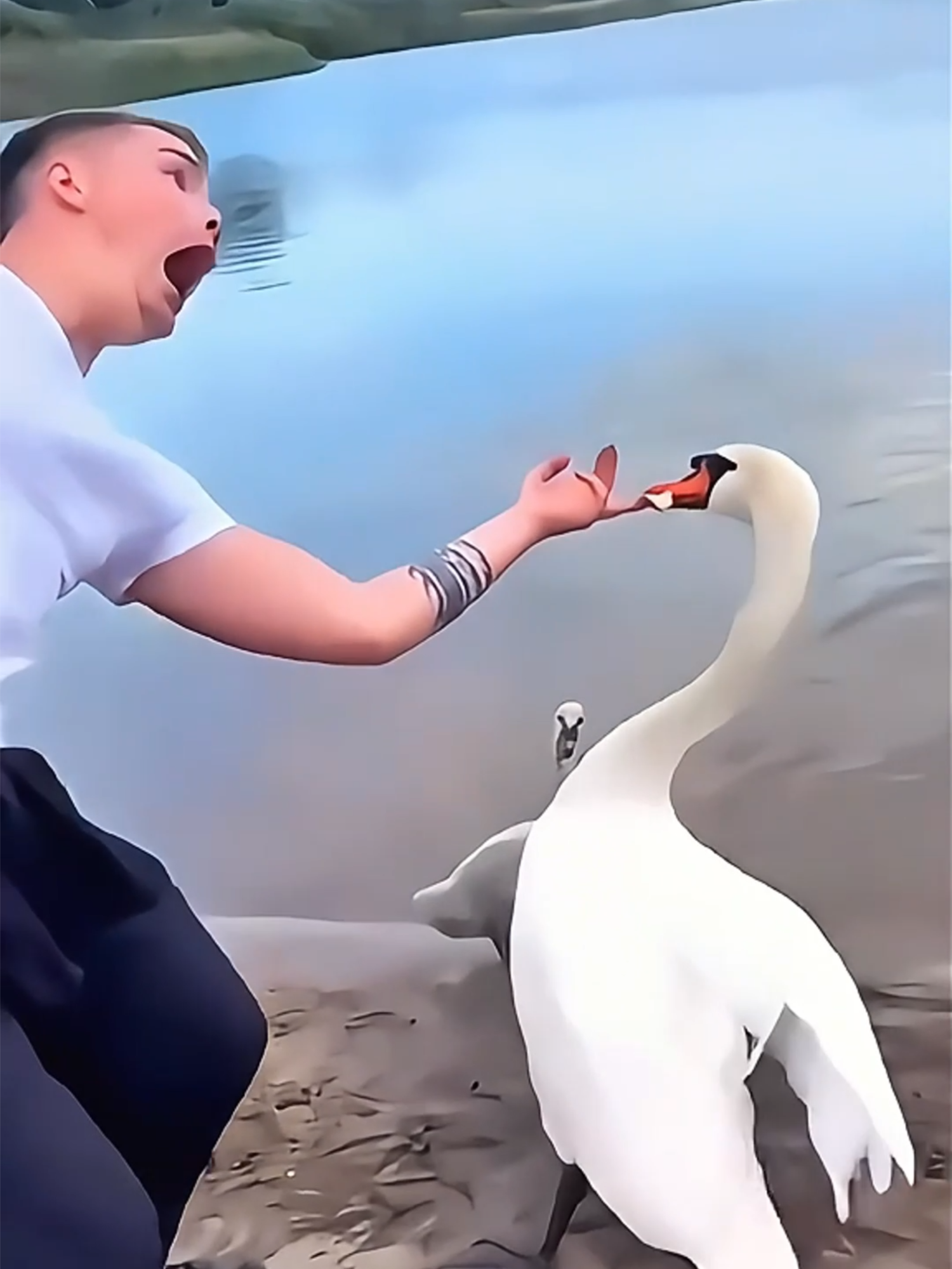 Who needs Netflix.. | #FunnyAnimals #AnimalComedy #PetsOfTikTok #virale