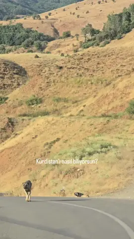 bakûr❤️☀️💚#keşfet #andok #muş #kurd #kurdistan #bakur_başur_rojava_rojhilat 