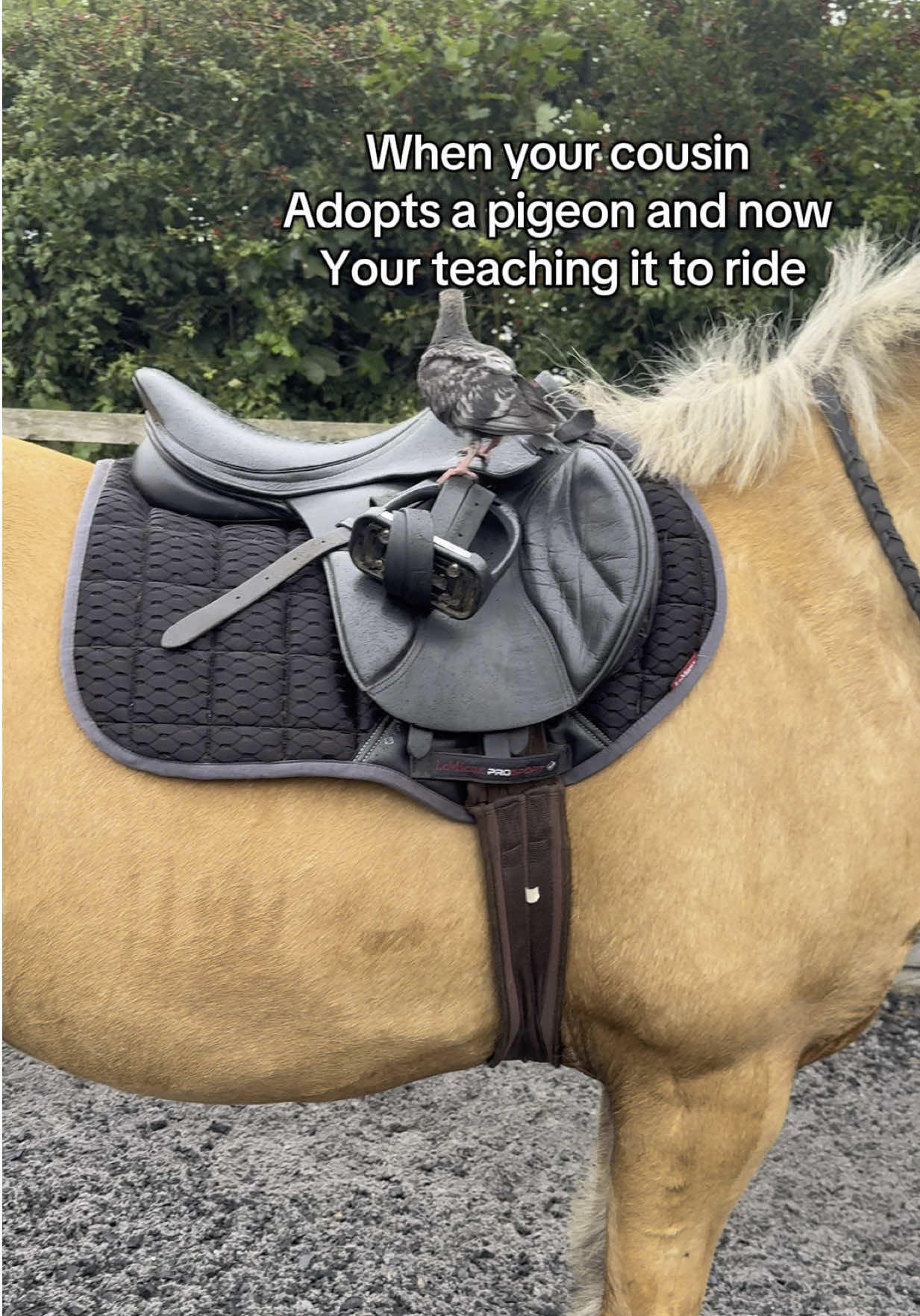 Bella the pigeon 😉😂#fypシ゚ #viral_video #countrylife #ridinghorses #pigeon #funnytiktok 