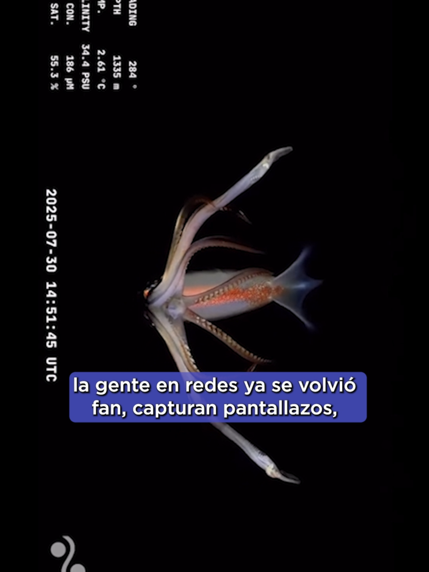 🌊👀 ¡El océano argentino está revelando secretos jamás vistos! Una expedición en el cañón de Mar del Plata encontró criaturas abisales sorprendentes. Todo transmitido en vivo desde 4 mil metros de profundidad. Un recordatorio de cuánto queda por descubrir bajo el mar. 🌍✨ 👉 ¿Cuál de estas criaturas favorita? #ExpediciónMarina #Argentina #OceanTok #CienciaParaTodos #NoticiasTikTok #adn40