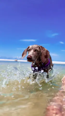 She’s getting better at finding shells than I am! #weimaraner #dogbeach #florida #beach #seashell #summer2025 