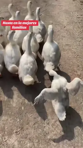 #dúo con @💠M🔹I🔹K🔹💠 #ducktok #paratiiiiiiiiiiiiiiiiiiiiiiiiiiiiiii #peruanosenelmundo #humortiktok #reir #Humor 