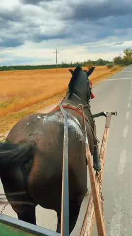 😁🥰🐴 #kozoldujra#mindigalovazas#vaganyom#feketem#csodor#nemelado#horse#mindigmegyünk#bazdkiforyuba 
