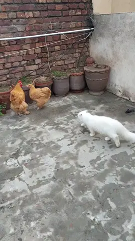 #everyone #unfrezzmyaccount #foryoupageofficiall #fypシ゚viral #catsoftiktok 