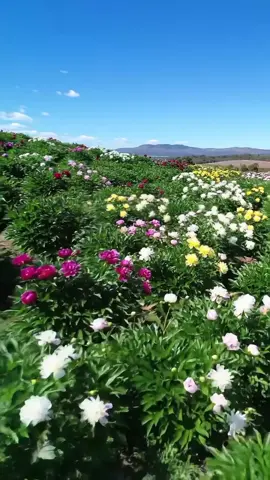 #flowers #naturelove #naturevibes #nature #flowers🌼🍁🌸 #aestheticvibes #bloom #viral #fyp #usa 