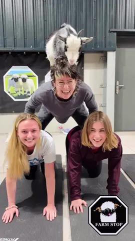 🐐🤩GOAT PYRAMID 🤩🐐 Bramble is the star of the pyramid during our Pygmy Goat Pilates!  🐐 BOOK NOW at: www.farmstop.co.uk 🐐 #FarmStopAberdeenshire #VisitAberdeenshire #VisitScotland #FarmTours #FarmExperience #Cuteness #Goats #PygmyGoat #GoatPilates #GoatLove #BabyGoats #goatsoftiktok #Pilates #fyp