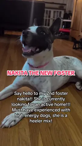#heelersoftiktok #heelermix #heelermixesoftiktok #foster #fosterdogsoftiktok #adoption #f #fyp #fypシ゚viral #fypage #viral #viraltiktok #fyppppppppppppppppppppppp #fypdongggggggg #dogsoftiktok #dogtok #views #DogTraining #viraltiktoks #dogtok #views #viraltiktok #media #dogs #dogmom 