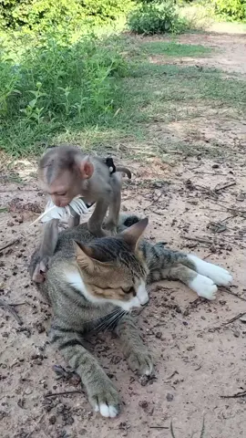 #TikTokAnimals #AnimalTok #Shorts #DailyVlog #AnimalLovers 