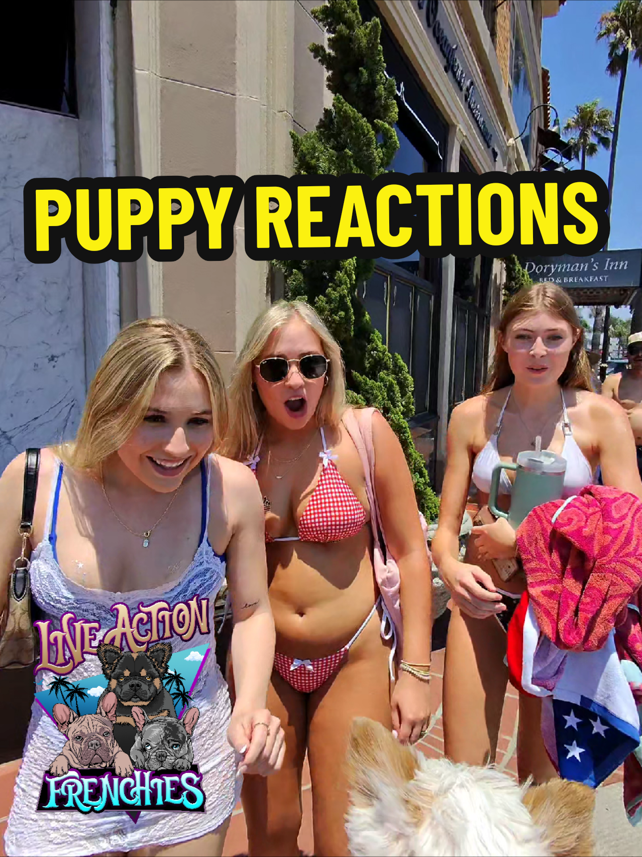 Strolling through Newport Beach like my dogs just dropped a hit single 🐾🎤 Reactions hotter than the sand and cuter than their little snorts 😎🐶 #PuppyCelebs #NewportPawparazzi #toofluffytohandle 