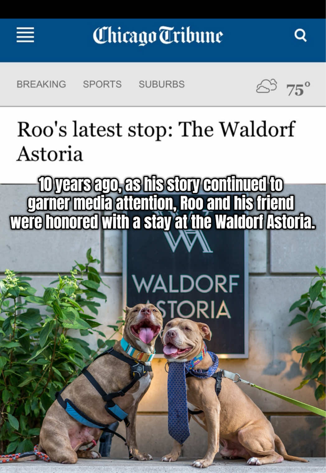On This Day 10 Years Ago… Roo had his dream stay at the Waldorf Astoria! ✨ August 4, 2015: Roo checked into the Waldorf Astoria for a stay fit for royalty, and his pittie dreams came true. 🧡 By this point, Roo’s story and bucket list journey had garnered media attention, and his stay (along with his friend!) was featured in the Chicago Tribune. From the moment he arrived, it was pure magic! Treats at every turn, endless pets from new friends, balcony views to take in, and a big, cozy bed to end the night. Roo went to sleep with a full belly, a happy heart, and the sweetest smile on his face. Thank you to the Waldorf Astoria for making a pittie’s dreams come true and for giving Roo a day we’ll never forget!!!!! #LiveLikeRoo #hoteldog #BucketList #PittieLove #PetCancerAwareness #ChicagoTribune #WaldorfAstoria 