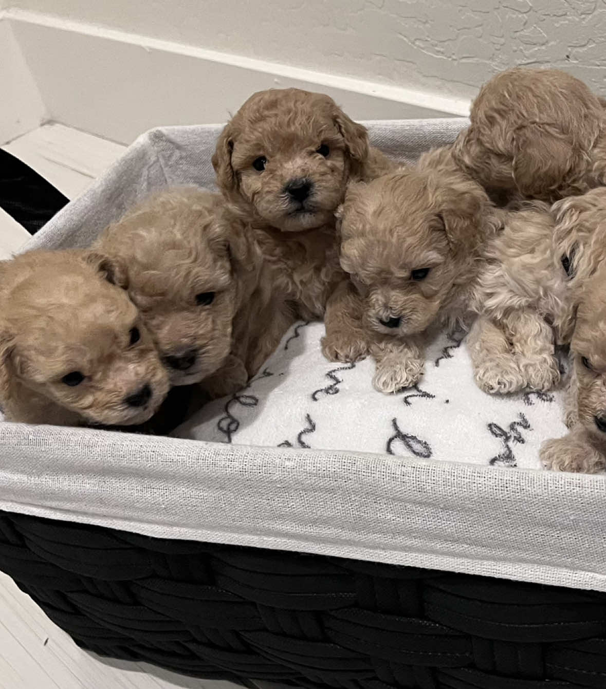 Pretty little Poodles (toy size)🐾 2 Females, 5 Males 🩵🩷  Located in West Valley, AZ PM for more info!  #toypoodlesoftiktok #toypoodles #toypoodlesaz #arizonapuppies #arizonacheck #azpuppiesforadoption #fureverhome #puppyfever #puppies #poodles #fullbredpoodle 