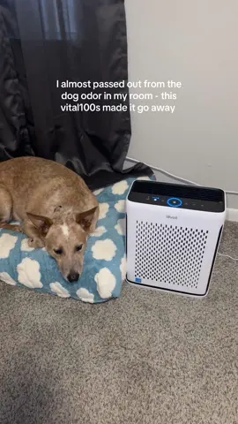 #sponsored #dog #ad #levoit #levoitairpurifier #dogodor #foryoupage #foryoupage 