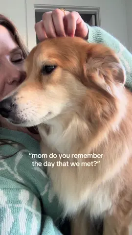 sometimes (all the time) i cry about how much i love my pets and how fast they grow up 🥺❤️ #iremembereverything #dogsoftiktok 