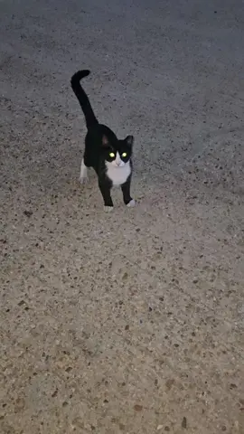 ¡ellos necesitan nuestro amor y cuidado! ❤️ comparte este video para crear consiencia.#gatoscallejeros #ayudemosalosanimales #5am #mishimichis