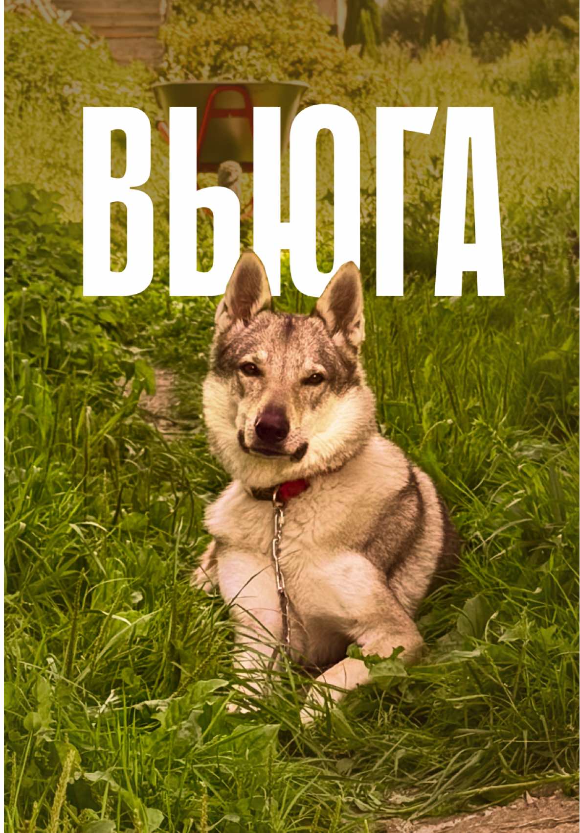 Знакомьтесь: Вьюга 🐺