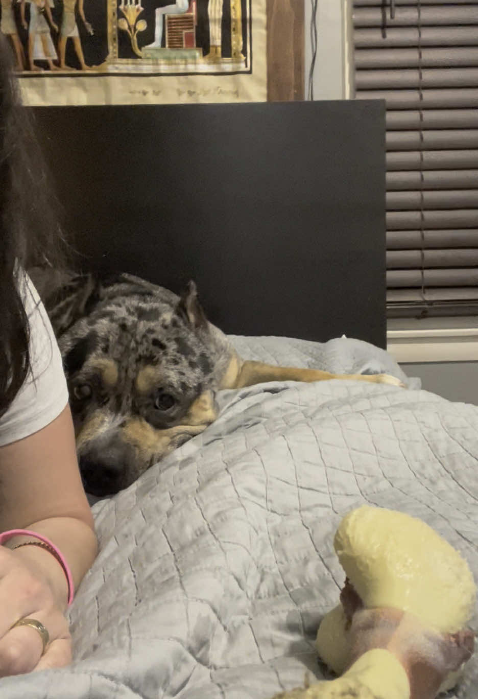 He doesn’t like to be interrupt when he’s playing with his toy  #americanbully 