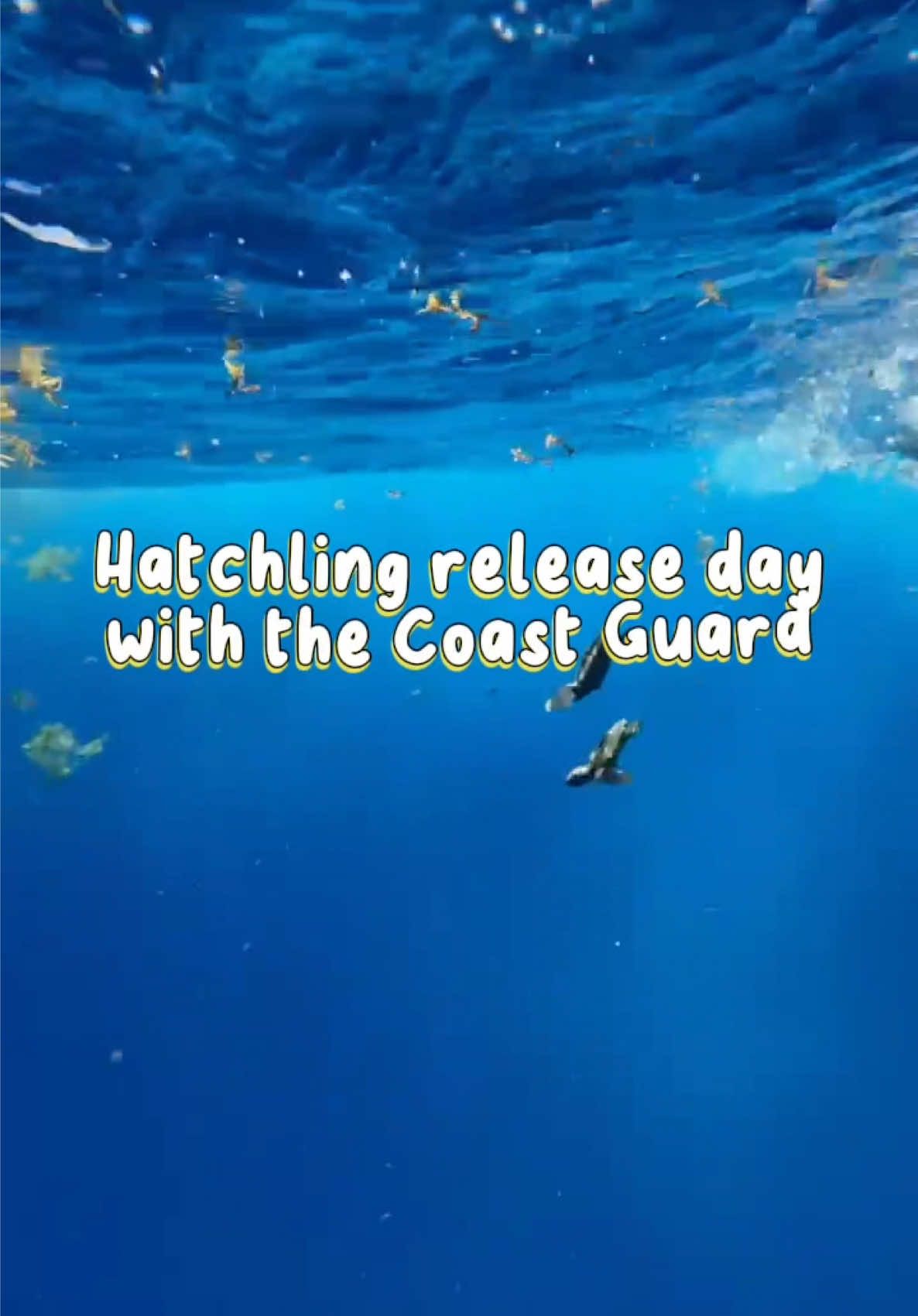Hatchlings and post hatchlings released with the Coast Guard! Release days are the best days🐢❤️  #turtle #seaturtle #seaturtlelove #rescuerehabrelease #floridakeys #florida #coastguard #release #rescue #turtles #savetheturtles #stem #ocean #wildlife #connectandprotect #seaturtlehospital #explore #foryoupage #fyp #animals #turtlesoftiktok #turtlehospital