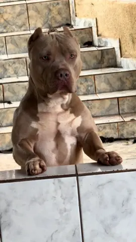Você passaria a mão nele? 😳 #pitmonster #dog #fyp #pets #cachorro 