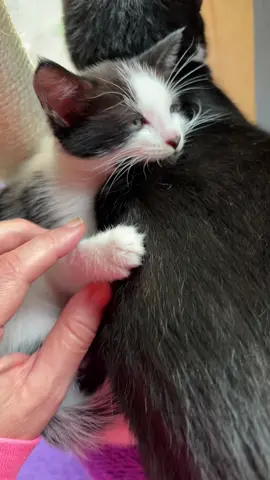 Cruella’s little toe beans!! 🫘 Sush was not impressed. 🤭#kitten #cruella #toebeans #mom #sushi #naptime #momanddaughter 