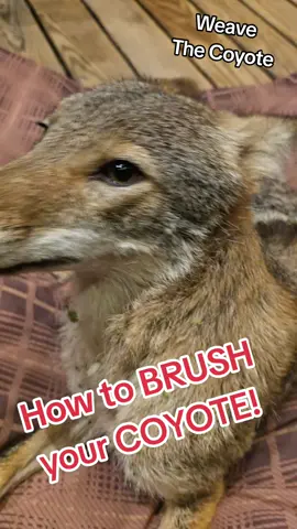 Weave The Coyote gets Brushed. #weavethecoyote #pets #cute #animals #dog #fentysuperbrandday 