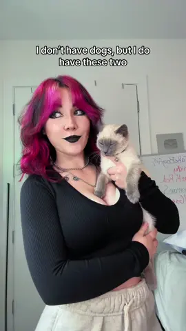 I LOVE MY KITTIES #cats #kitten 