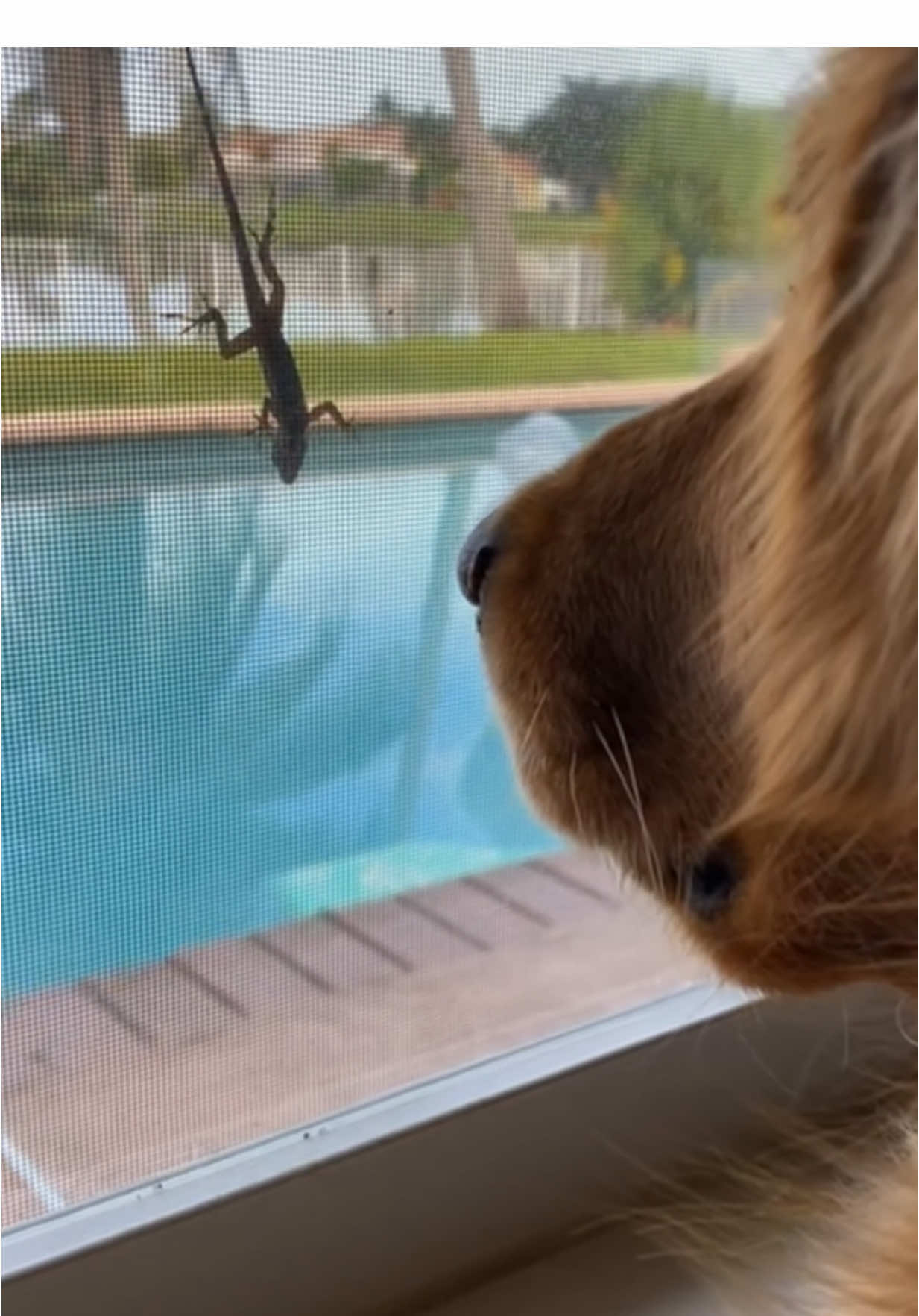 🦎 🦎🦎 #lizard 